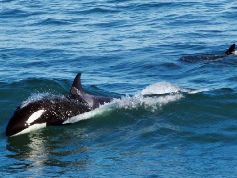 Avanzan en la investigación por un varamiento de orcas en Bahía San Sebastián