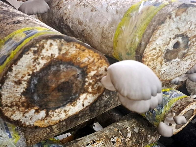 Ensayo de fructificacin de hongos en troncos 