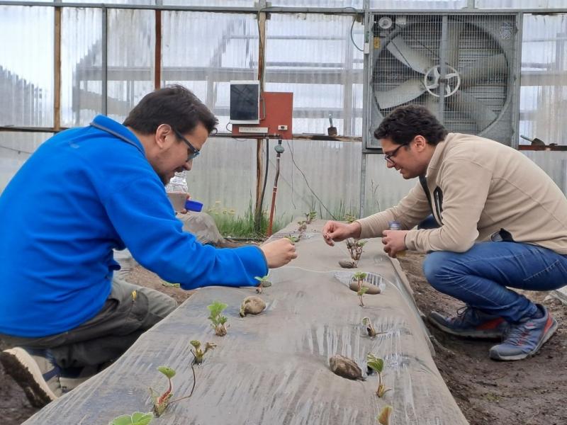 Primer ensayo en frutilla con un bioinsumo fueguino