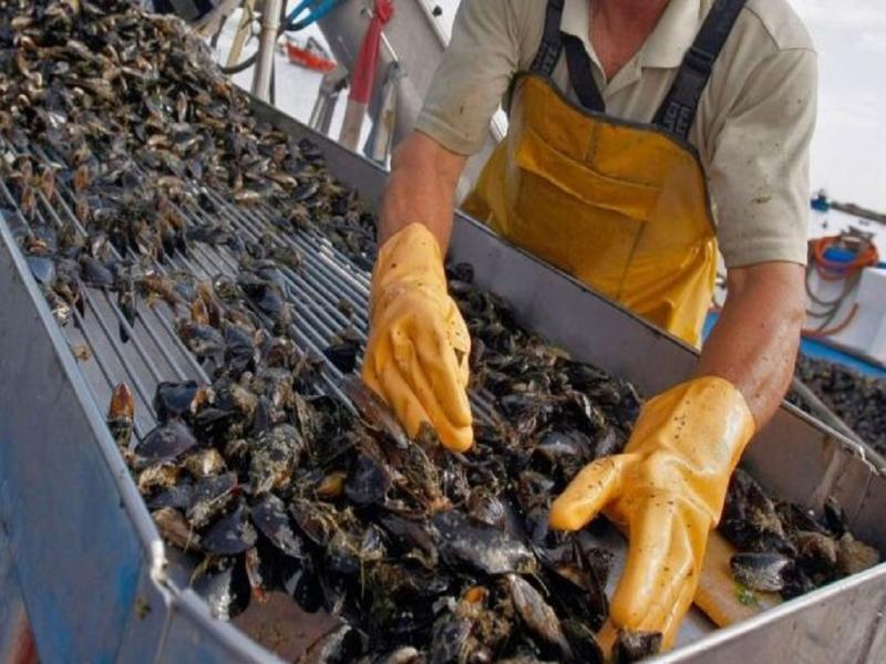 Pescadores artesanales de Almanza cuestionan la intromisi�n de Newsan