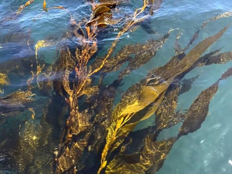 La bahía de Puerto San Julián fue escenario de la primera cosecha de macroalgas cultivadas en Argentina.