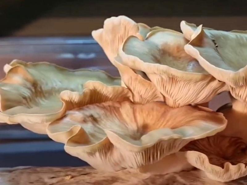 Cocina con hongos: Una invitaci�n a descubrir el mundo fungi y su valor en la producci�n local 