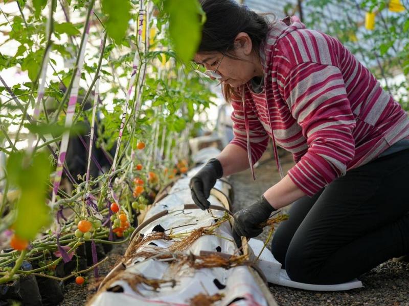 R�o Grande avanza en la producci�n local de frutillas 
