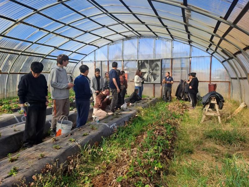 Ciencia y formaci�n en el cultivo de frutilla