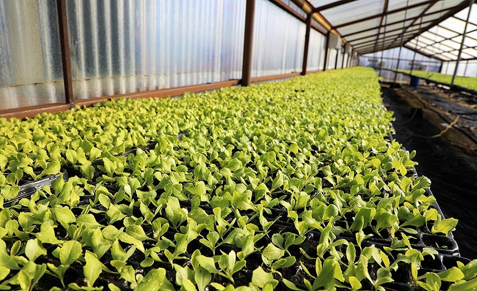 Prrafo aparte para el Programa Huertas Urbanas iniciado en 2016 con 14 productores con una superficie de 6.000 m2. Actualmente se encuentran produciendo 75 productores que trabajan una superficie de 17.000 m2.