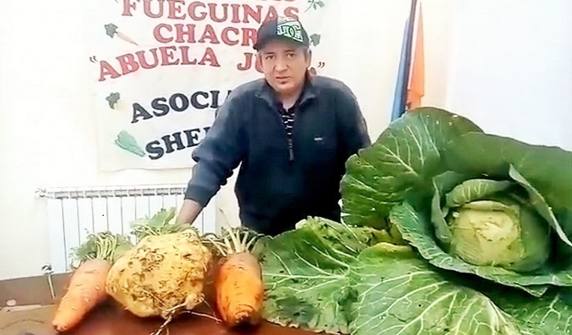 El productor mostr a la cmara, dos zanahorias, una de 2,4 kilos y otra de 2,3 kilos, un nabo de 5 kilos y medio, y un repollo de 9 kilos.