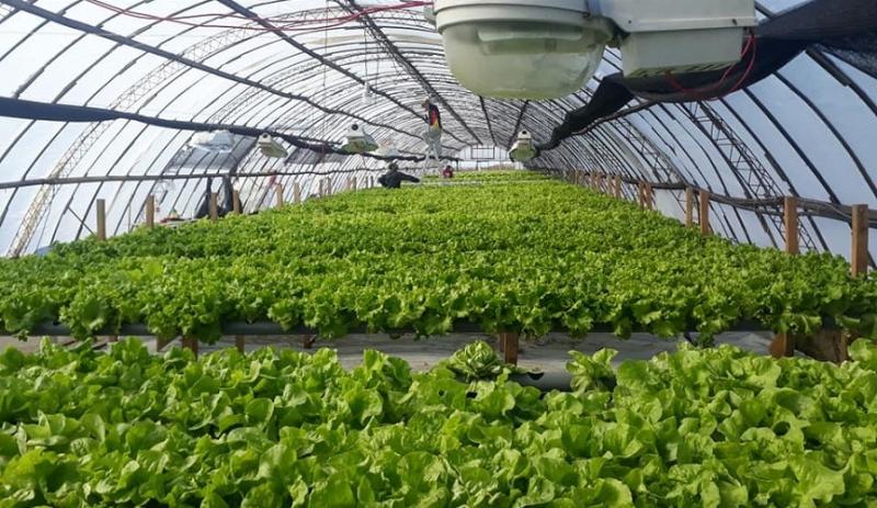 Cabe destacar que Tecnoponic es un emprendimiento riograndense que comenz sus actividades hace dos aos y esta es la segunda temporada de cosecha que se ha logrado. Fotos: Facebook, 