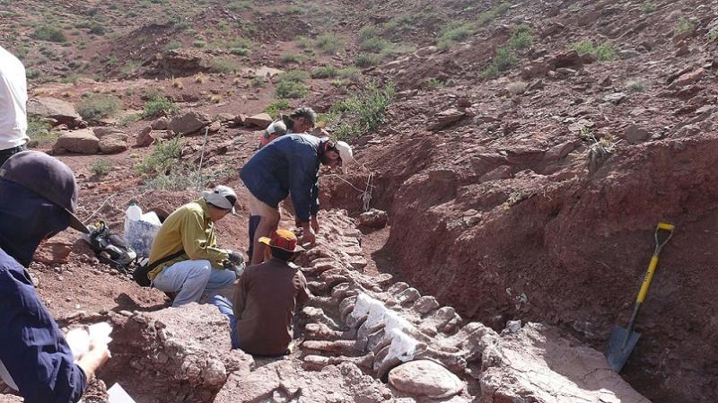 El saurpodo titanosaurio gigante est compuesto por una secuencia articulada de 20 vrtebras caudales y varios huesos apendiculares. Segn las estimaciones de los palentlogos, el ejemplar rondara los 40 metros de largo.