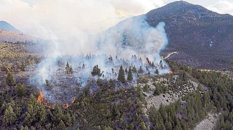El fuego afect a la vegetacin nativa como lengas, cipresales, maitenes, ires y radales, y tambin a distintas variedades de pino que son plantaciones exticas que se usan para el fomento de la industria forestal en la zona.