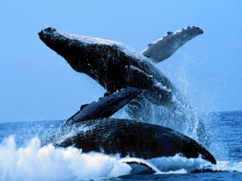 Los primeros ejemplares de ballenas se divisaron el fin de semana en la zona de Puerto Madryn y el martes en cercanas de Puerto Pirmides, ambas localidades ubicadas en el contorno del Golfo Nuevo, sobre la cara sur de Pennsula Valds.