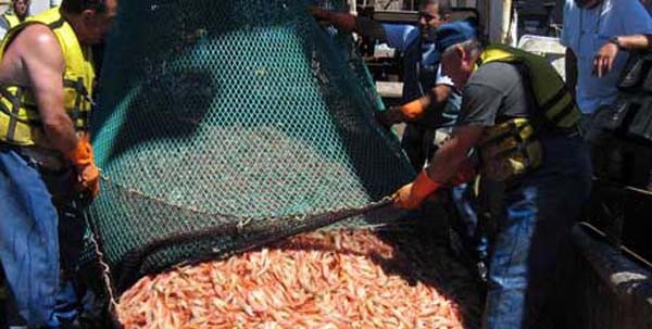 El oro rojo, como alguna vez se supo llamar al langostino, tendra una temporada rcord, segn se desprende de los reportes de capturas que vienen confirmando la tendencia alcista en cuanto a volumen de los desembarques del crustceo en los diferentes p