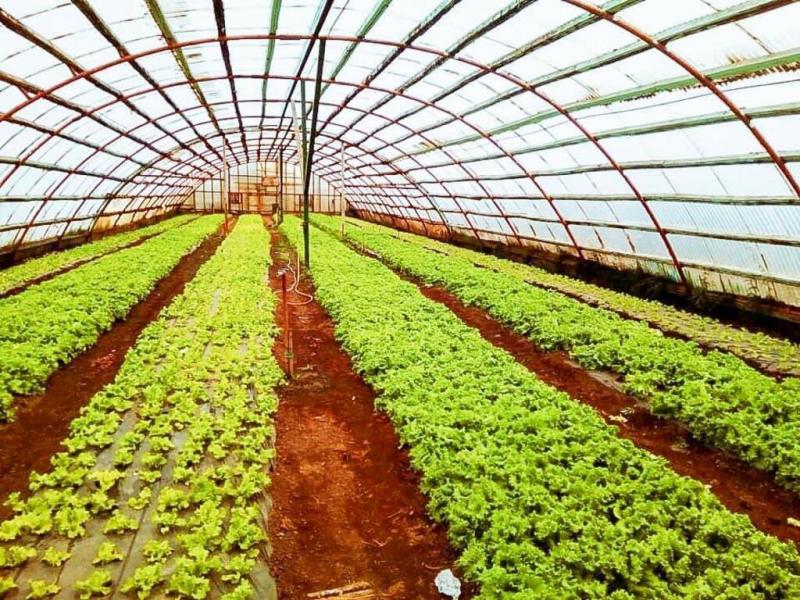 Los bioinsumos son productos agrcolas basados en microrganismos benficos que se emplean en el control de enfermedades, plagas y tambin en el incremento del rendimiento de cultivos.