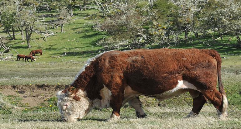 El INTA, a travs del Proyecto Regional con Enfoque Territorial (PRET) Tierra del Fuego, realizar actividades vinculadas a los sistemas silvopastoriles en bosques de ire.