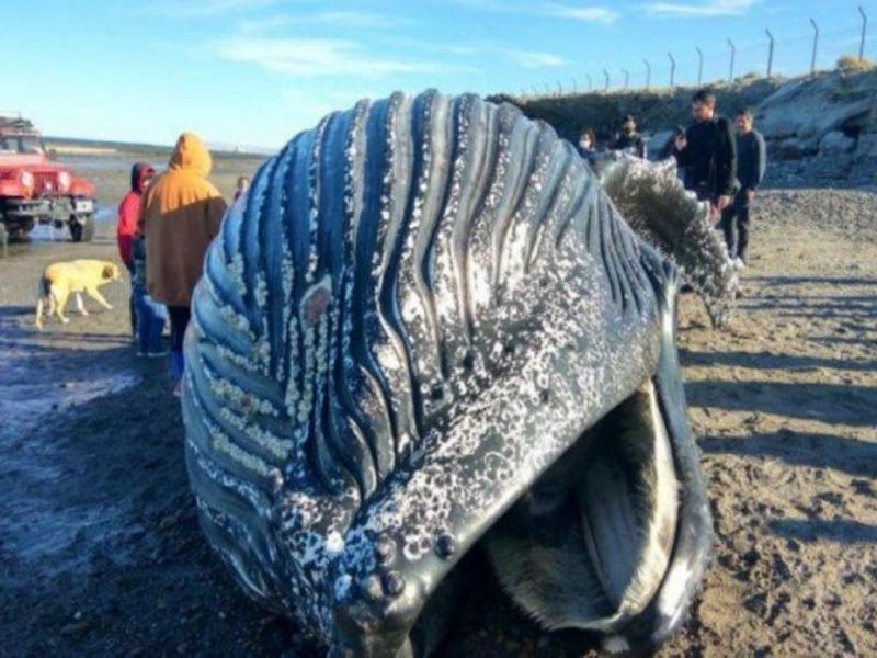Se determin que la ballena es un macho juvenil que mide 8.50 metros y se tomaron muestras de piel, barba, grasa, y la medida de aletas y cola, para luego hacer estudios genticos y de alimentacin en el laboratorio de la casa de altos estudios.