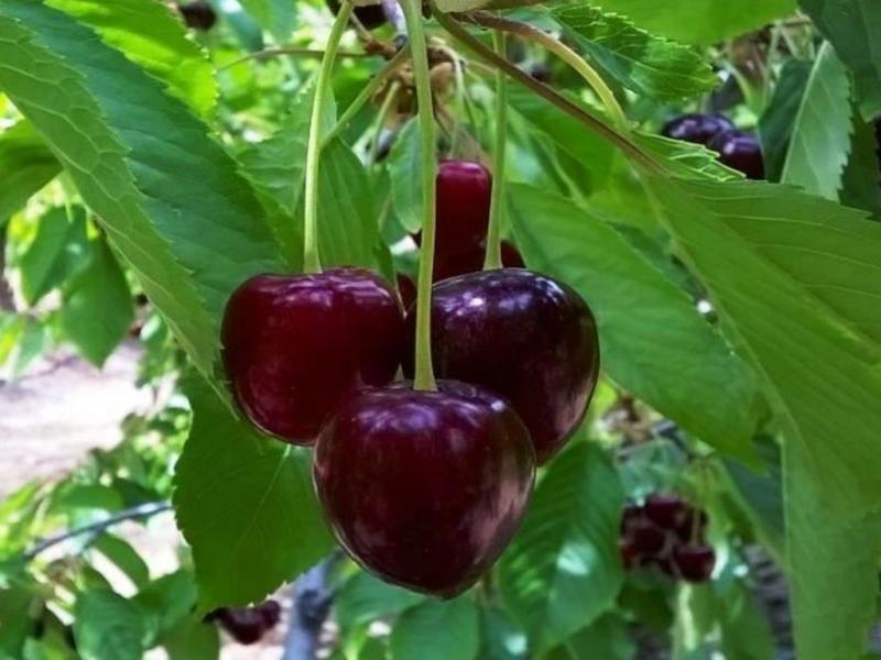Para la inscripcin en los protocolos de exportacin de fruta fresca se debe ingresar a la pgina web del Sistema Integrado de Gestin de Trazabilidad Frutcola: https://sigtraza.senasa.gob.ar/. 
