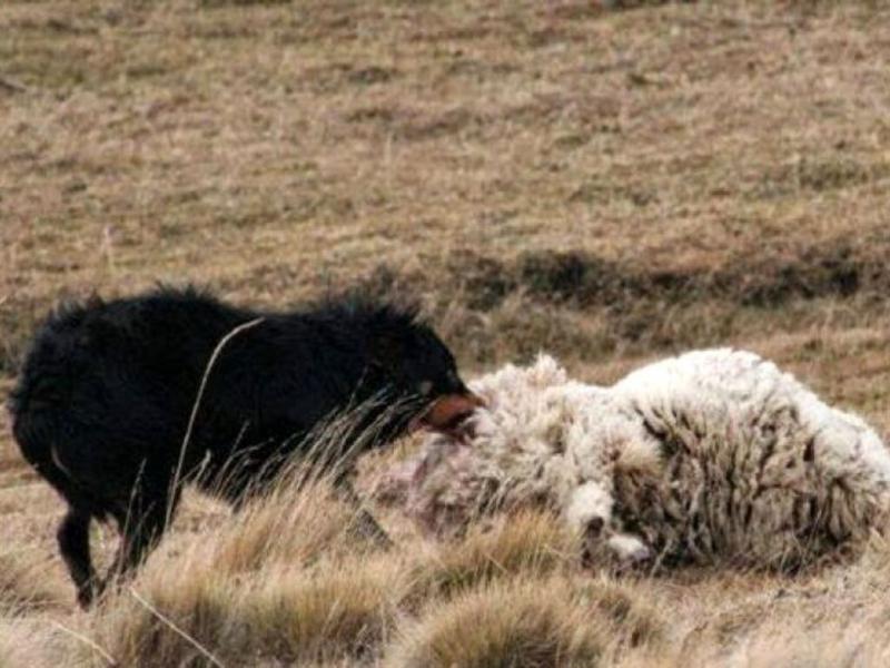 La capacidad de dao que tiene un perro asilvestrado es altsima, en una noche puede atacar a varias decenas de ovejas, por instinto no por alimentacin, detall el bilogo del CONICET.