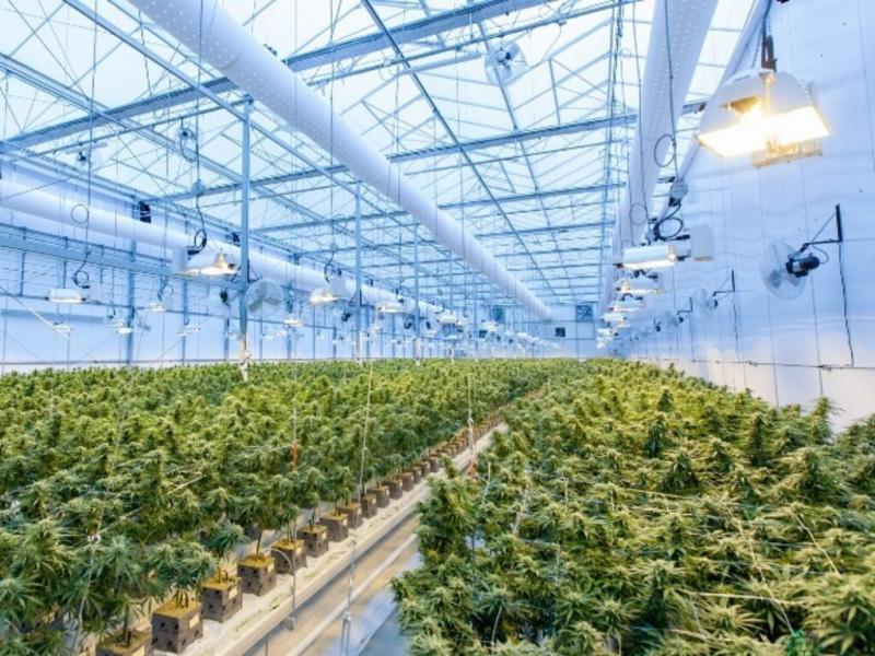 La industria del cannabis medicinal est en expansin y hay 50 pases que la autorizaron. En 2024 generara 42.700 millones de dlares. El Gobierno estima que puede crear 10 mil empleos nuevos para 2025 y aumentar las exportaciones.