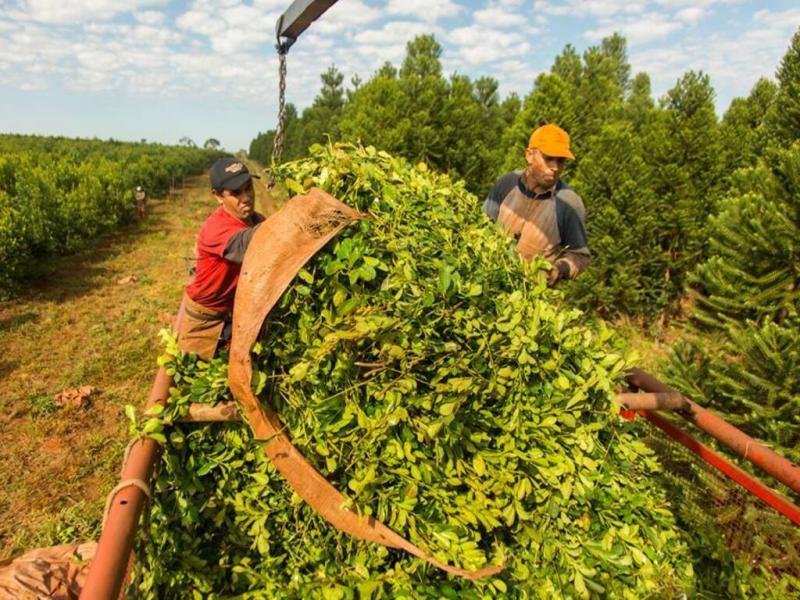 La demanda de yerba mate sigue en aumento, mientras la produccin para el mercado interno se redujo a casi la mitad tras los siniestros en Corrientes y Misiones.