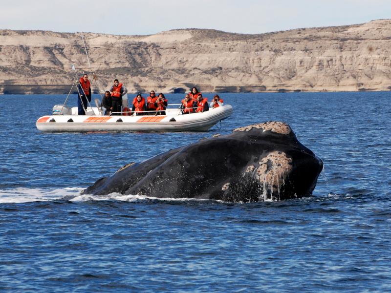 Si bien se considera que este relevamiento es el que mayor nmero de ejemplares que se registr en los 51 aos que se realiza esta prctica de foto-identificacin, se sabe que el nmero de ballenas es mayor.