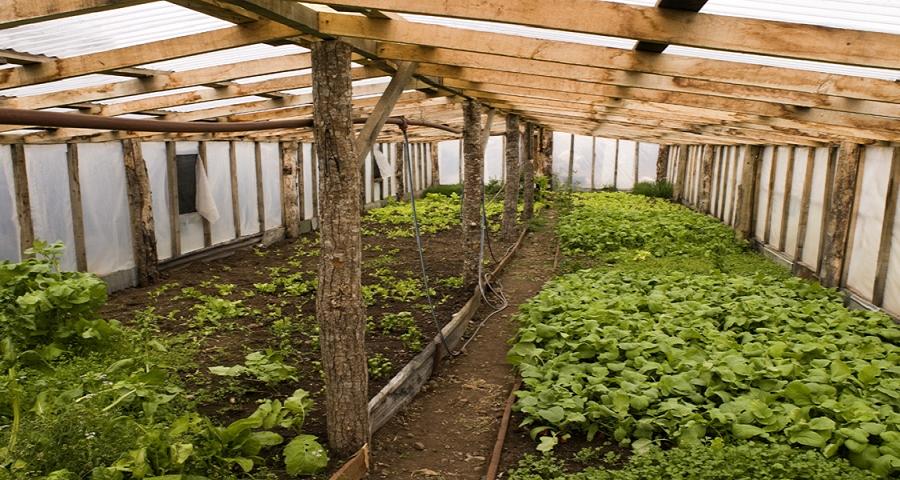 A poco de terminar esta temporada hemos logrado excelentes resultados con una produccin final de los productores de ms de 13 mil kg. de lechuga