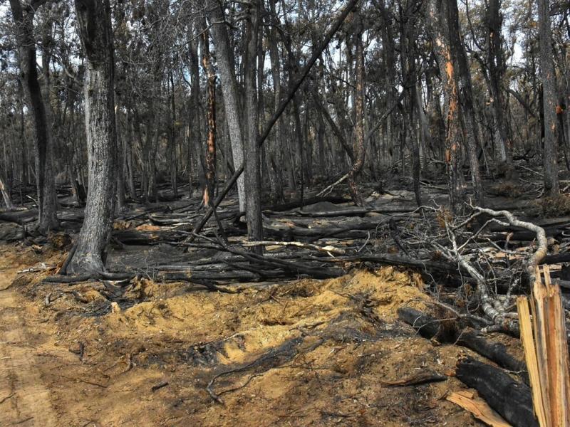 La Ley provincial 1.457/22, declara la Emergencia Ambiental por Incendios Forestales en todo el territorio de la provincia de Tierra del Fuego hasta el 30 de junio de 2023 inclusive.