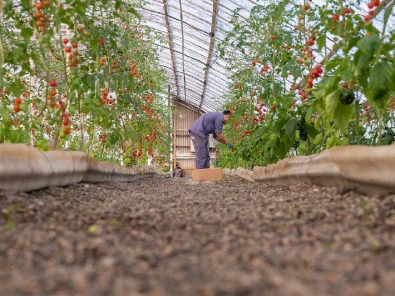 Esta prueba piloto nos ha permitido planificar la produccin a futuro, esperamos que en la prxima cosecha podamos aumentar la produccin y ofrecer otras variedades a los vecinos y vecinas, indic Matas Lapadula.