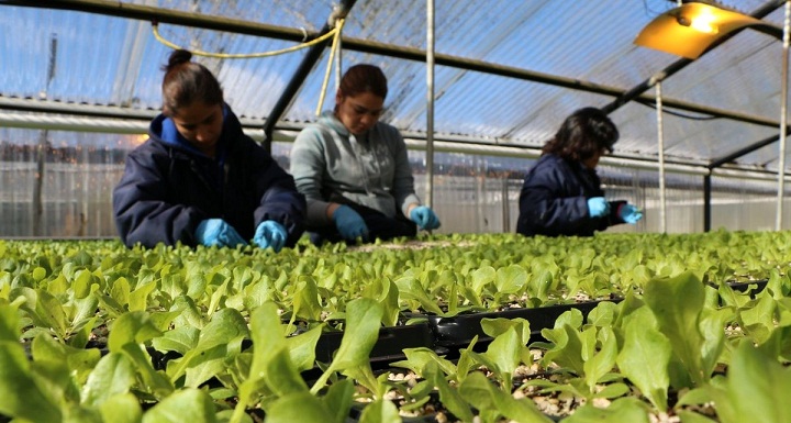 ltimamente se entregaron ms de 22 mil plantines de lechuga a 31 productores que son parte del programa citado y se espera que una decena ms de ellos se sumen en los prximos das. 