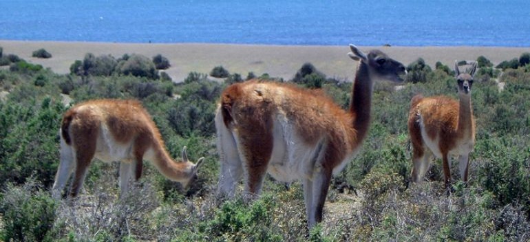 Adems de la carne, se podr aprovechar el cuero, la fibra y otros subproductos del guanaco.