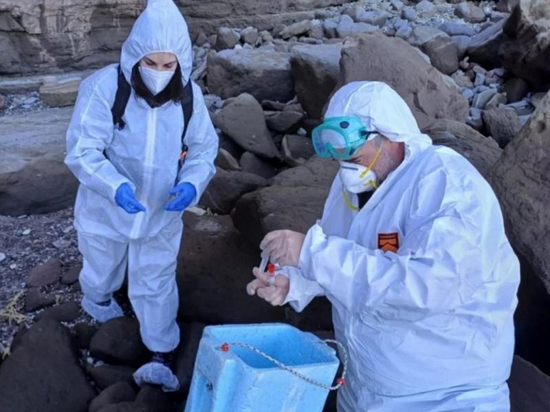 Los lobos marinos aparecieron muertos en Puerto Pirmides. A partir de lo ocurrido, las autoridades gubernamentales solicitaron al vecino no acudir a las playas con mascotas, por el riesgo implicado.