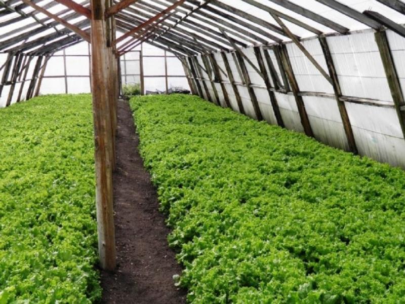 A travs de cursos, seminarios y actividades prcticas, se brindar a personas interesadas las herramientas necesarias para comprender y abordar los desafos actuales en materia de seguridad alimentaria.