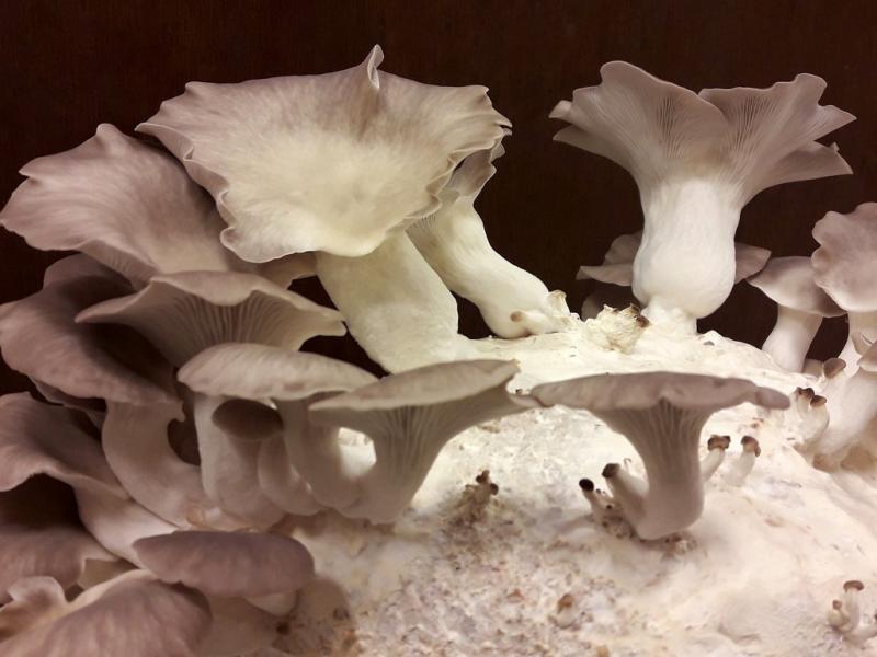 El objetivo del evento es poner a disposicin los avances en investigaciones relacionadas a la produccin de hongos en Tierra del Fuego. Las jornadas se desarrollaran, en Ushuaia el 30 de noviembre, y en Ro Grande el 1 de diciembre.