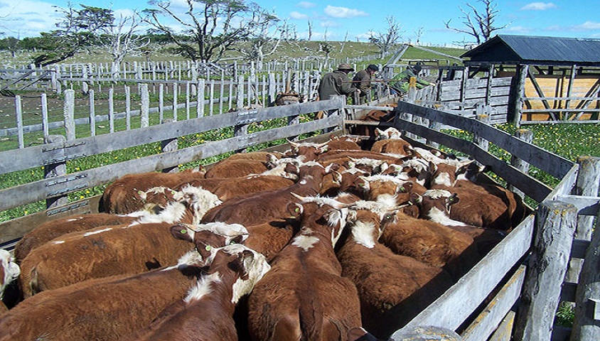 En la introduccin de la publicacin los investigadores detallan que los sistemas bovinos extensivos en Tierra del Fuego incorporan escasa tecnologa de manejo por lo que poseen bajos niveles de produccin por unidad de superficie. 
