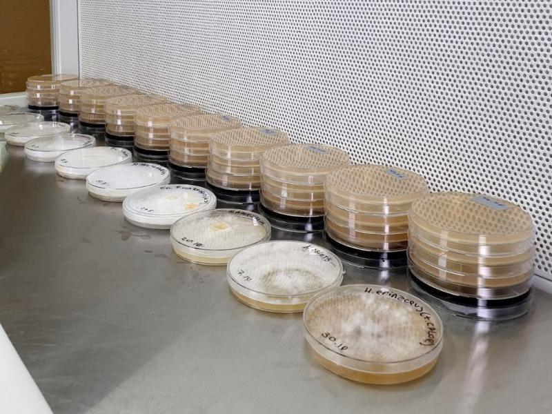 Ya se realiz el primer aprovisionamiento de cultivos puros de las especies Pleurotus ostreatus y Ganoderma lucidum a un productor local de hongos comestibles, indic la Dra. Alicia Moretto de la UNTDF.