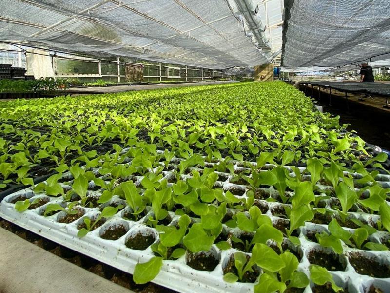 En total, el Municipio ha puesto a disposicin 20 variedades diferentes de plantines para que los productores puedan elegir segn sus necesidades y las condiciones de mantenimiento.