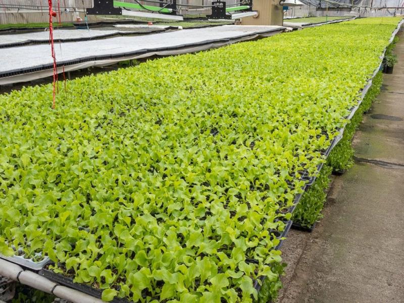 La gestin del intendente Martn Perez fortalece con acciones concretas la produccin local, impulsa la soberana alimentaria y dinamiza la economa de Ro Grande.