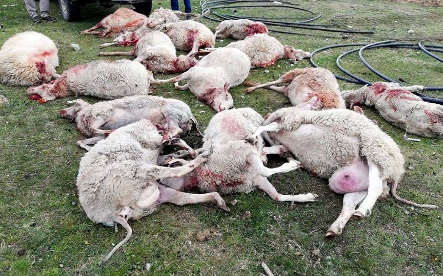 La semana pasada en la Misin Salesiana de Ro Grande aparecieron decenas de ovejas heridas y muertas por el ataque de perros salvajes, inform Mauricio Hoyos, Administrador de la Escuela Agrotcnica. 