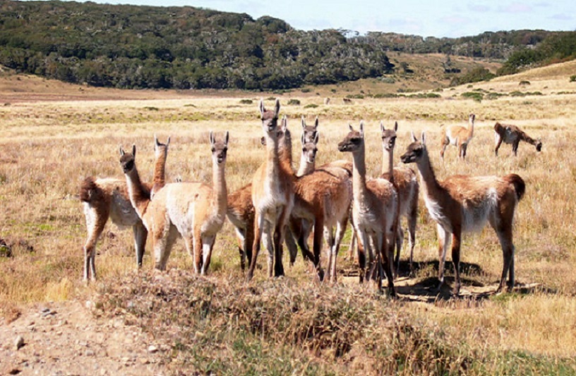 Se desconoce si la propuesta apunta a tratar de dar impulso en Tierra del Fuego a un proyecto de explotacin comercial de carne de guanaco, similar al que se lleva adelante en la vecina provincia de Santa Cruz.