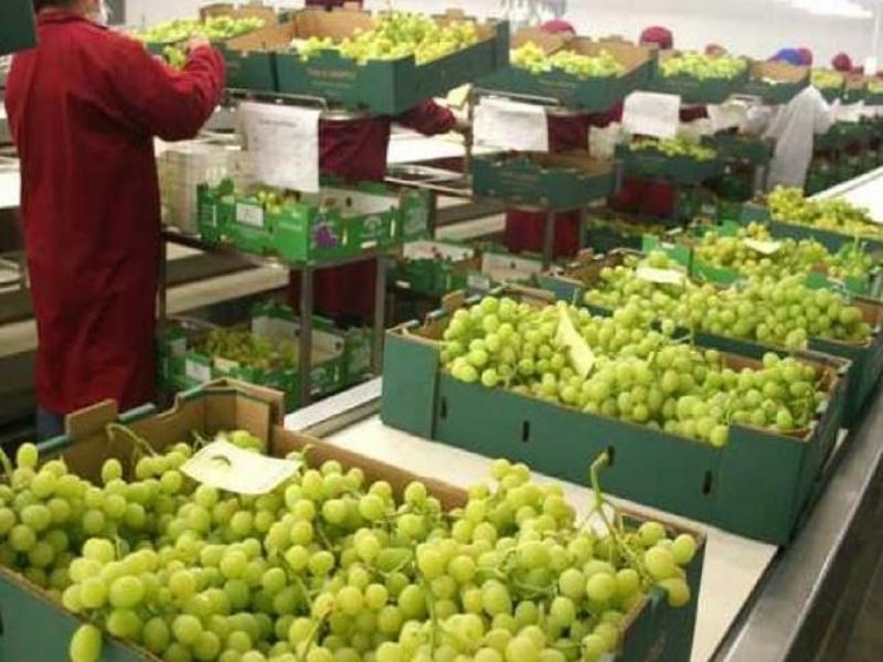 La uva proveniente de Brasil, Chile y Per� pas� de tener una gravitaci�n irrelevante en 2025 a posicionarse dentro de las 15 especies frutihort�colas con mayor participaci�n en las importaciones, con un crecimiento del 1.245%.