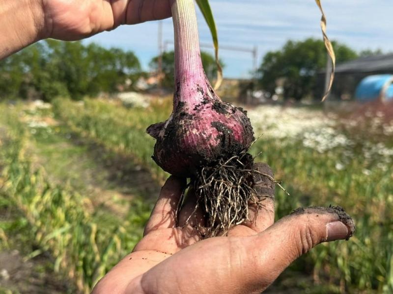 Esta primera cosecha es el resultado de un trabajo sostenido de planificación, pruebas de adaptación y manejo responsable de la tierra, lo cual representa un paso importante hacia el fortalecimiento de la soberanía alimentaria.