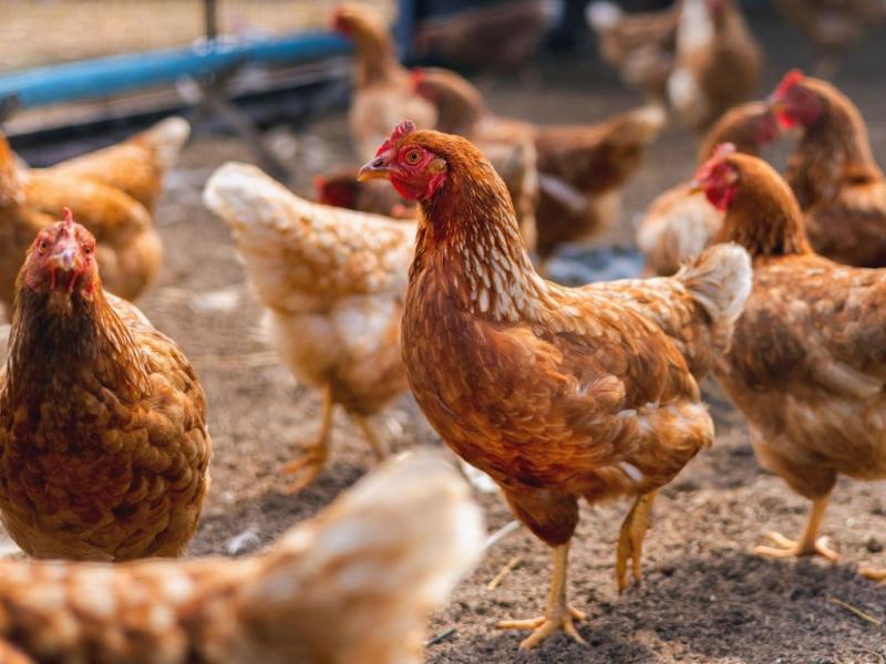 Durante las jornadas se abordar�n tem�ticas vinculadas a la prevenci�n de enfermedades, estrategias de alimentaci�n suplementaria con recursos locales, manejo de aves de fin de ciclo y experiencias productivas desarrolladas en la Patagonia.