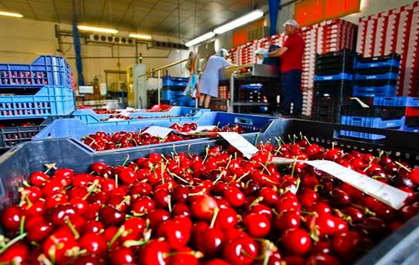 Las cerezas despachadas son oriundas de la localidad de Chimpay, en el valle del Ro Negro, Patagonia, Argentina.  